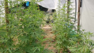 Криминалисти от Варна разкриха оранжерия за марихуана във ферма за