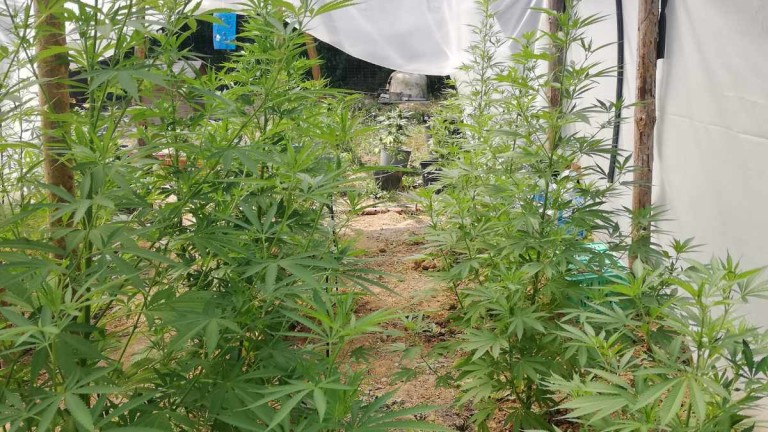 Марихуана селитра марихуану в открытом грунте