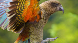 Кеа, планинският папагал на Нова Зеландия и как засне полета си с GoPro камера