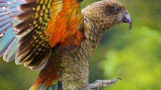 Как папагал засне полета си с GoPro