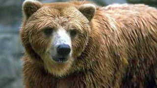 230-килограмова мечка-стръвница убиха смолянски ловци