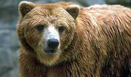Две мечки избягаха от зоопарка в Благоевград 