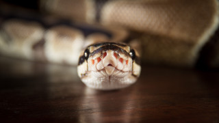 Двама мъже подхвърлиха змия на гише в Общината в Разград