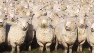 Задържаха 5 овце, возили се незаконно в шуменски "Фиат"