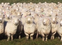 Евродепутатите казаха "не" на месото от клонирани животни 