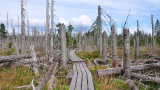 Патогенните гъби по иглолистните гори - заради климатичните промени