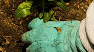 Започва национална кампания по залесяване чрез засаждането на 100 милиона