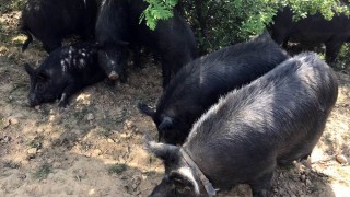 Хората в Русенско се оплакват от силна миризма от терените със загробени прасета