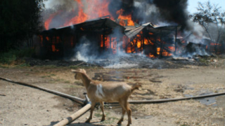 Пожар изпепели до основи селскостопанска сграда с десетки животни