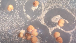 В технологичното време в което живеем роботите се превръщат във