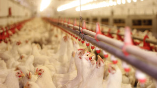 Повече от половината пилешко месо което се продава в супермаркетите