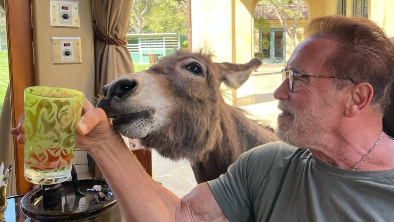 Защо Арнолд Шварценегер отглежда пони и магаре