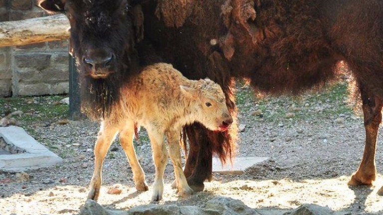 Рядко бяло бизонче се роди в зоопарка в Белград