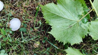 След мощната буря с градушки която мина вчера надвечер в