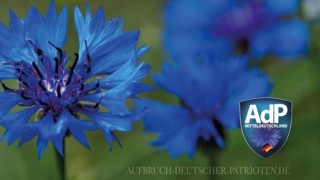 Германски политик е напуснал крайнодясната партия Алтернатива за Германия за