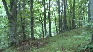 Вяра Василева е попаднала в опасна ситуация разхождайки се с