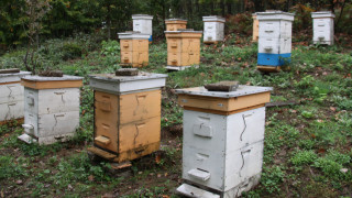 Пчеларите остават без държавна помощ за 2021 г.