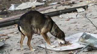 Общините броят бездомните си кучета по нова Национална програма