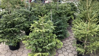 Министерството на земеделието продава коледни елхи с благотворителна цел в