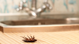 Как да забравим за хлебарките в кухнята
