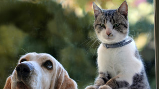 Кучетата и котките са наши верни спътници в живота Ако