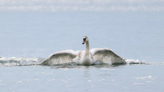 Най много зимуващи водолюбиви птици у нас са регистрирани по Черноморското