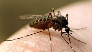 Няма комари-убийци у нас, уверяват от МЗ