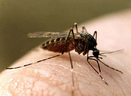Няма комари-убийци у нас, уверяват от МЗ