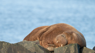 Моржът, който потапя лодки в Норвегия