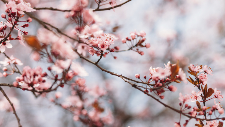 Доброволци садят нова гора край София