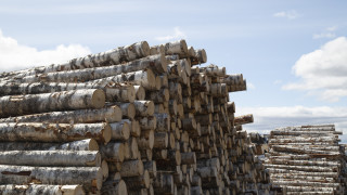 Продават на търг дървесината изгоряла при пожара в Пирин през