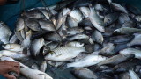 Проверяват сигнал за масово измиране на риба в река Тунджа след Казанлък