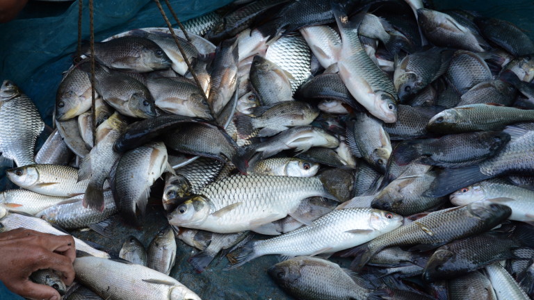 Около 250 кг незаконно уловена риба заловиха инспектори в Бургас 