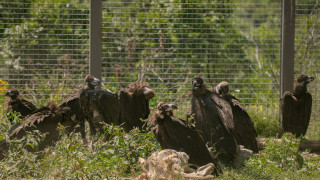 Седем черни лешояди пристигнаха в Източните Родопи като част от