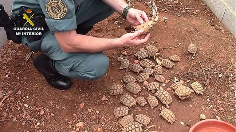 В Испания разбиха най-голямата незаконна ферма за костенурки в Европа
