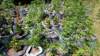 4 ниви с канабис, скрити от микроязовир, откриха полицаи