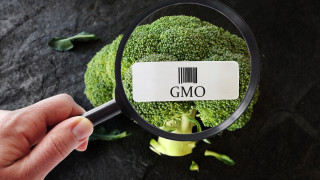 Забраняват рекламата на ГМО