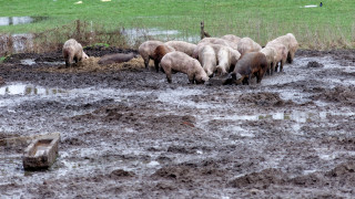 Определиха 3.7 млн. лв. за спиране на африканската чума по свинете