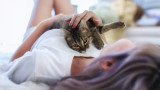 Котките и каква е причината да спят върху нас