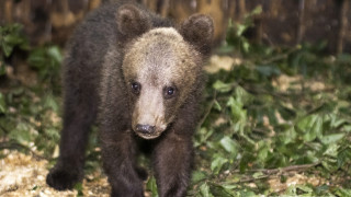 Приютиха изгубено мече в парка в Белица