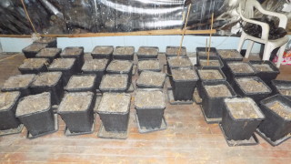 Откриха високотехнологична оранжерия за марихуана в Костинброд