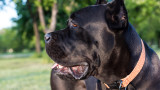 5 домашни кучета убиха мъж в Софийско