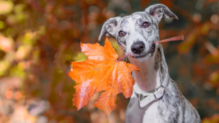 Според две нови проучвания притежанието на куче вероятно удължава живота