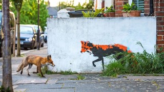 Дивата природа, каквато не сме я виждали