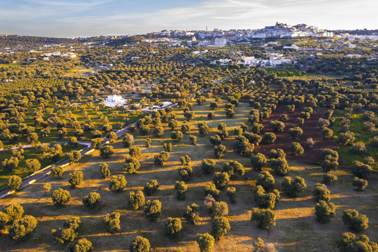Маслиновите гори в подножието на Остуни