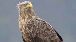 Кой е кралят на въздушното пространство?