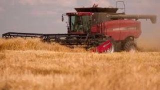 Над 5,2 милиона тона е реколтата от пшеница