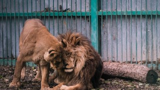 Транспортират бременна лъвица от Разград в София