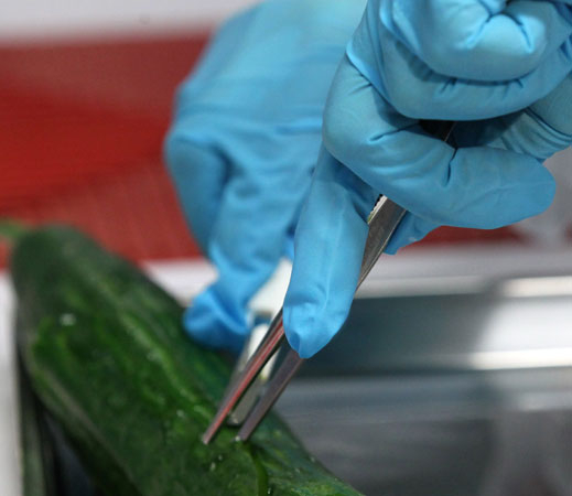 Европа в паника от испанските краставици