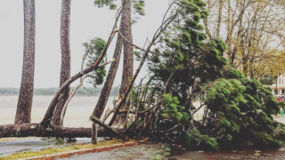 Бурните ветрове удариха югозападната част на Франция в неделя изкоренени